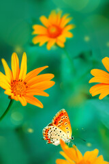 Orange butterflies on yellow flowers in a garden. Summer wonderland.