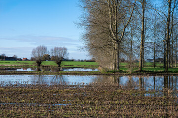 Bare winter trees reflecting in a flooded harvested corn field, Imde, Belgium