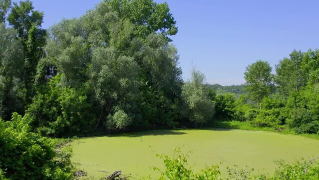 Nature landscape with water surface covered in duckweed tall trees and bushes and blue sky
