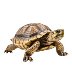 Obraz premium a Tortoise, 3/4 view, isolated and transparent PNG in a Nature-themed, photorealistic illustration. Generative ai