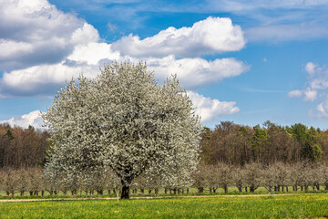 Cherry blossom on the hills around Pretzfeld, Germany in Franconian Switzerland