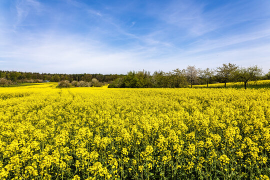 Cherry blossoms on the hills around Kalchreuth, Germany in Franconian Switzerland