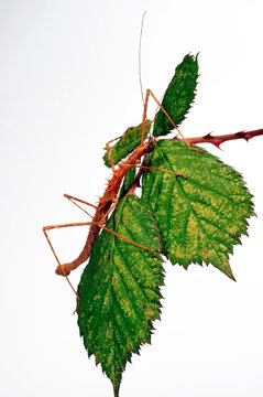 Spiny Stick-insect // Vieldornschrecke (Acanthomenexenus polyacanthus) - Sangihe istands, Indonesia
