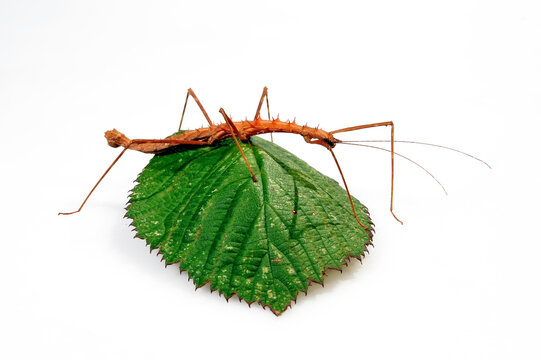 Vieldornschrecke // Spiny Stick-insect (Acanthomenexenus polyacanthus) - Sangihe-Inseln, Indonesien