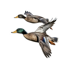 Obraz premium Mallard ducks flying, in a side view, PNG, isolated and transparent Nature-themed, photorealistic illustration. Generative ai