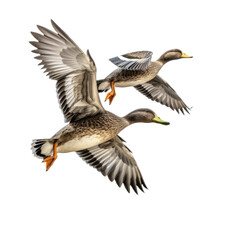 Fototapeta premium Mallard ducks flying, in a side view, PNG, isolated and transparent Nature-themed, photorealistic illustration. Generative ai