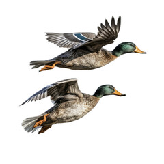 Mallard ducks flying, in a side view, PNG,  isolated and transparent Nature-themed, photorealistic illustration. Generative ai - obrazy, fototapety, plakaty