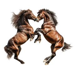  two horses  frolicking, rearing, full body in a 3/4 side view PNG, in a  playful animal-themed, isolated, and transparent photorealistic illustration. Generative ai