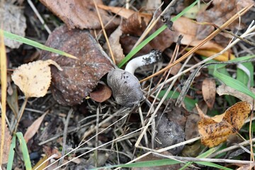 mushrooms in the forest