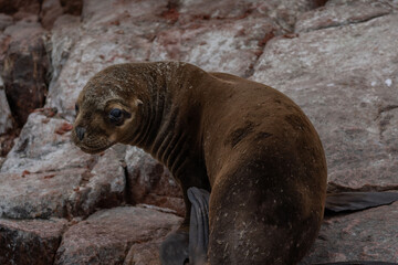 Obraz premium Portrait of sea lion in Isla Ballestas, Peru