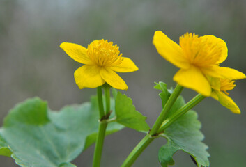 Caltha palustris grows in the moist alder forest
