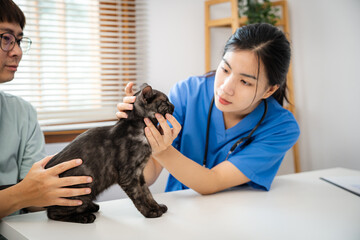 Professional vet doctor helps cat. owner cat holding pet on hands. Cat on examination table of...