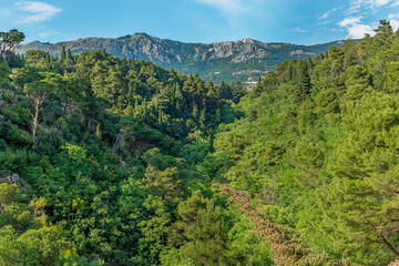 Fototapeta na wymiar Mountain gorge overgrown with coniferous forests near Budva, Montenegro. Natural landscape in the Balkans in summer