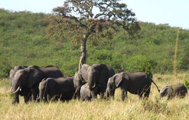 Fototapeta premium elephants in the savannah