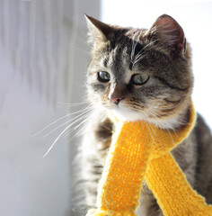 cat with scarf