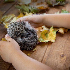 Young hedgehog and boy in autumn leaves