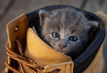 kitten with smoky color and blue eyes in the boot, in the nature on the background of summer green