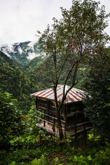 wooden house and garden from northern black sea region of Turkey