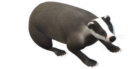Badger isolated on a Transparent Background