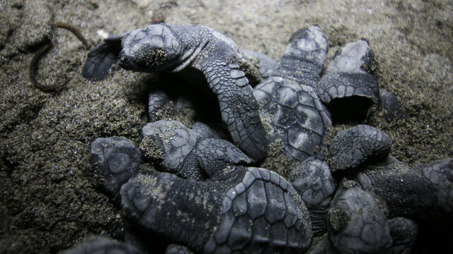 Newly hatched baby turtles on the beach in Kayeli Region of Buru Island, Maluku, Indonesia