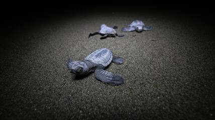 Newly hatched baby turtles on the beach in Kayeli Region of Buru Island, Maluku, Indonesia