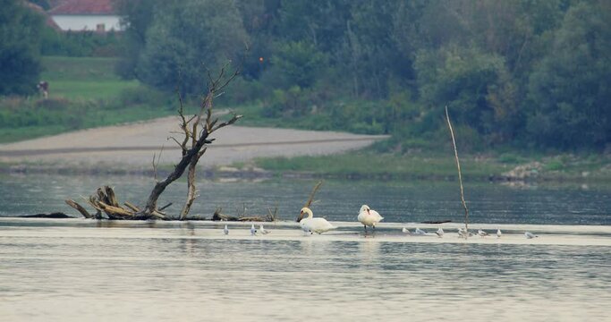 Mute swans and black-headed gulls stand in the middle of the river on a piece of land