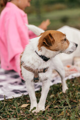 A close-up of a Jack Russell Terrier dog on a picnic on a summer day in the park with its owner.