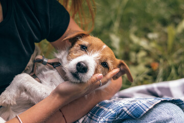 A Jack Russell terrier puppy in the hands of a girl on a summer day in the park, hands close-up.