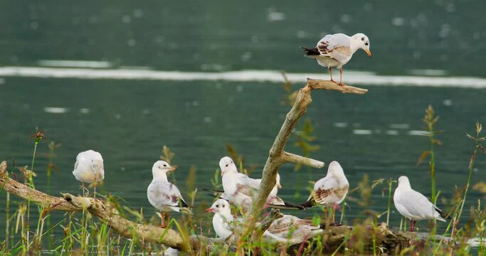 Close up shot of colony of black headed gulls in winter plumage standing on a tree branch in a river
