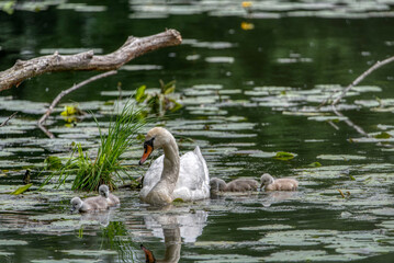 Swan family swims in the pond