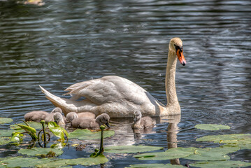 Swan family swims in the pond