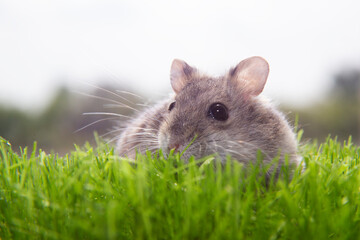 A curious hamster on the green grass.