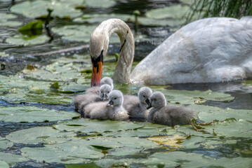 Swan family swims in the pond