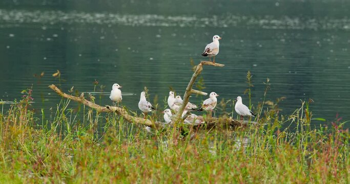 A colony of gulls stand on a broken tree branch in flowing water with grass in foreground