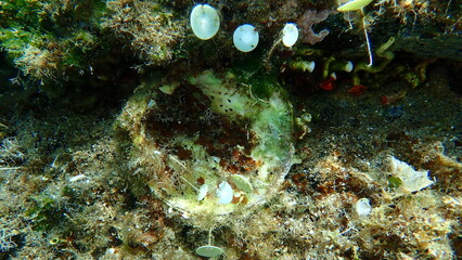 Seashell of bivalve mollusc Thorny oyster (Spondylus gaederopus) on sea bottom, Aegean Sea, Greece, Halkidiki