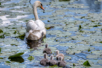 Swan family swims in the pond