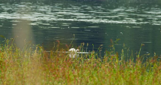 Beautiful footage of white heron wading through river looking for food viewed through the grass