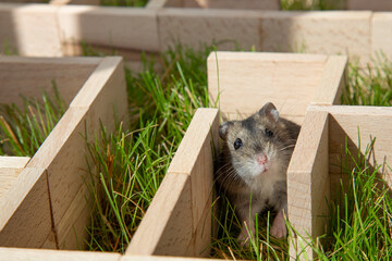 The hamster got lost in the center of the maze.