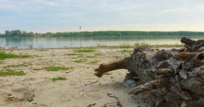 A large tree trunk laying on a sandy river beach covered un wild plants and broken shells