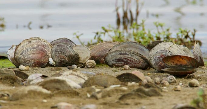 A close-up shot captures empty shells on the shore with a the river in the background