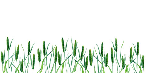 Banner, border with Timothy grass or cat tail grass. Hand drawn botanical watercolor illustration isolated on white background. For clip art cards label package © Modesta