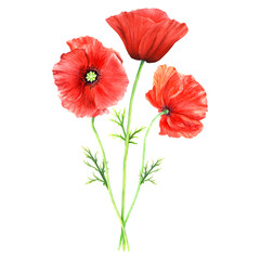 Composition with red flowering plant Poppy. Hand drawn botanical watercolor illustration isolated on white background. For clip art cards label package invitation
