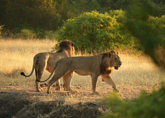 Two lions in the wild