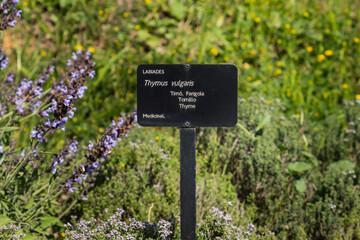 Thymus vulgaris identification sign in a botanical garden, selective approach to the sign