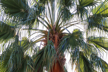 Obraz premium Palm tree close-up, palm trunk and leaves. Palm care