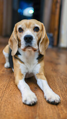 Close up The beagle dog lies on the floor sad, sick, bored and looks up at the owner