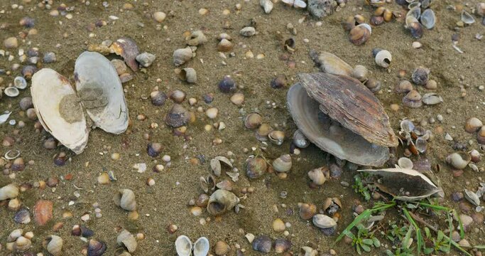 Old empty open freshwater shells and empty snail shells in a sand