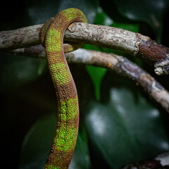 close up macro tail of chameleon in zoo terrarium