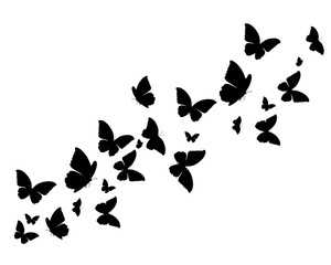 set of butterflies © gltekin