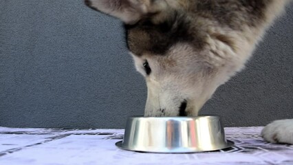 The Alaskan Malamute eating food from a cat bowl. Animal feeding bowl on grey background. Close-up of the face of a large dog. Cute pet.
